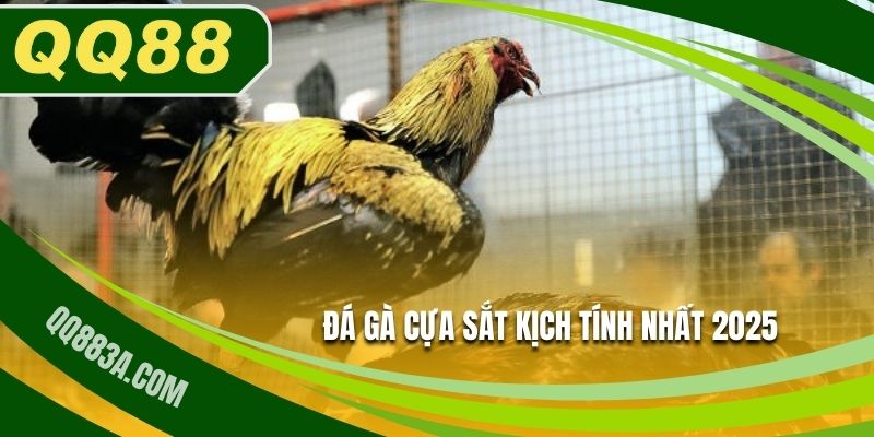 Đá Gà Cựa Sắt Dành Thắng Lợi Lớn Tại Sân Chơi QQ88